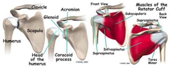 Rotator Cuff Injuries -  Identifying the Pain Caused by a Rotator
